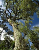 Um estudo alerta para o risco de mortalidade das árvores tropicais por causa do aquecimento global