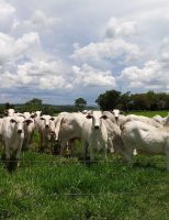 Não pode haver pecuária lucrativa sem um bom pasto para o rebanho