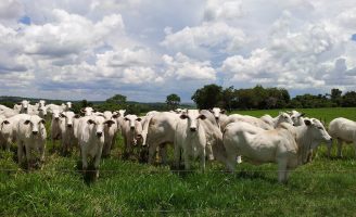 Não pode haver pecuária lucrativa sem um bom pasto para o rebanho