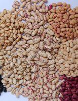 No Brasil, 97% das plantações de feijão produzem pouco e apenas 3 mil grandes lavouras produzem 75% do feijão colhido no pais