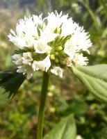 Aprenda como controlar o avanço de plantas daninhas em plantações de soja e milho