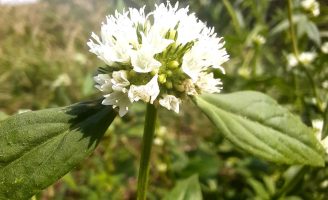 Aprenda como controlar o avanço de plantas daninhas em plantações de soja e milho