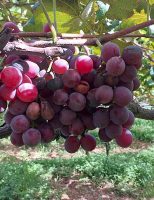 Produtores de uva de São Paulo fazem um mutirão para recuperar videiras sob ataque do fungo da podridão das uvas