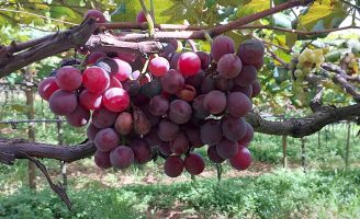 Produtores de uva de São Paulo fazem um mutirão para recuperar videiras sob ataque do fungo da podridão das uvas