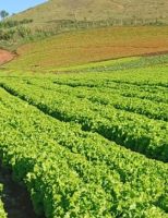 Cultivo de alface em campo aberto pode ficar inviável por causa das altas temperaturas