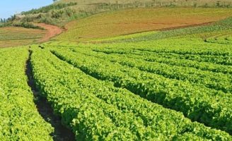 Cultivo de alface em campo aberto pode ficar inviável por causa das altas temperaturas