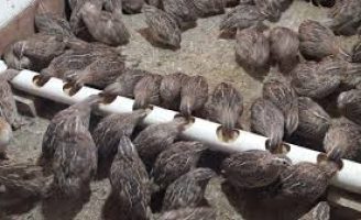 Como fazer uma criação de codorna para produção de ovos e carne