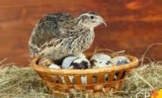 Como fazer: veja aqui um plano para montar uma criação de Codornas