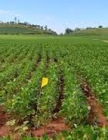 Mais produtividade e menos perdas na cadeia agroindustrial com uso de nova tecnologia