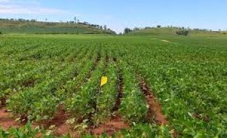 Mais produtividade e menos perdas na cadeia agroindustrial com uso de nova tecnologia