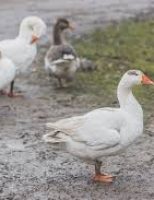 Quer criar patos na fazenda ou no quintal? Aprenda um plano prático de montar uma criação com 50 patos .
