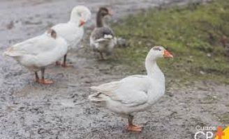 Quer criar patos na fazenda ou no quintal? Aprenda um plano prático de montar uma criação com 50 patos .