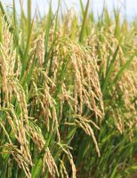 Chegou a hora de aprender COMO FAZER uma plantação de arroz lucrativa