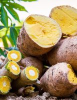 Agricultores terão acesso a uma nova cultivar de mandioca capaz de aumentar muito a produtividade na região amazônica