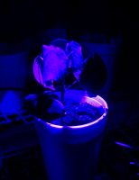 Um robô usa a luz para identificar doenças na plantação de soja e algodão