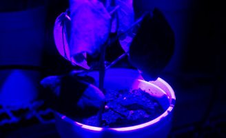 Um robô usa a luz para identificar doenças na plantação de soja e algodão