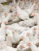 Orientações de como o avicultor pode livrar as aves dos problemas gerados pelas mudanças climáticas