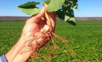 Agricultura Sustentável será foco de debates da COP30