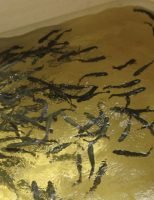 Piscicultura ganha uma defesa natural para combater os parasitas do peixe pirarucu