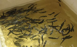 Piscicultura ganha uma defesa natural para combater os parasitas do peixe pirarucu