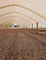 As plantações de café ganham impulso de crescimento nas Matas de Rondônia
