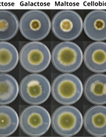 Pesquisadores encontram substâncias para desenvolver novos bioinsumos