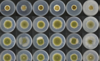 Pesquisadores encontram substâncias para desenvolver novos bioinsumos