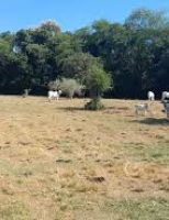 O rebanho bovino brasileiro precisa de uma nutrição estratégica no período da seca