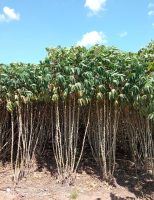 Orientações de como preparar um bom plantio de mandioca na propriedade