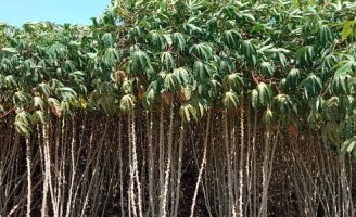 Orientações de como preparar um bom plantio de mandioca na propriedade
