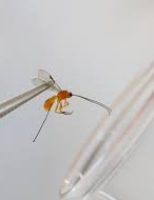 O sistema de Roça Sustentável favorece os pequenos produtores rurais