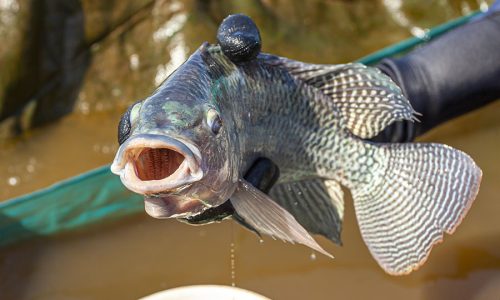 <h2><a href="https://nordesterural.com.br/produtores-brasileiros-de-tilapia-podem-ter-mais-oportunidade-de-negocios-no-mercado-internacional/">Produtores brasileiros de til&aacute;pia podem ter mais oportunidade de neg&oacute;cios no mercado internacional</a></h2>Um estudo realizado pela Embrapa mapeou o mercado de til&aacute;pia na Europa e nos Estados Unidos, indicando oportunidades e desafios para os produtores brasileiros. Principal peixe produzido e exportado pelo
