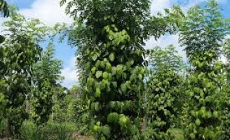Pesquisadores criam o Jardim Clonal para fortalecer o cultivo de pimenta-do-reino no Pará