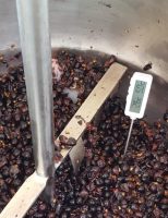 Aquecer as uvas durante a fermentação permite um vinho melhor para a uva do semiárido