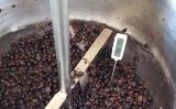 Aquecer as uvas durante a fermentação permite um vinho melhor para a uva do semiárido