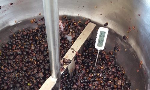 Aquecer as uvas durante a fermentação permite um vinho melhor para a uva do semiárido