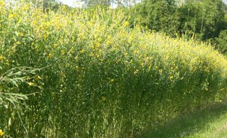 Uma barreira natural para proteger a plantação de milho do ataque da lagarta-do-cartucho