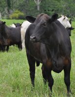 Um novo programa oferece mais benefícios para os produtores de carne