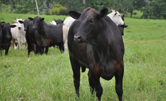 Um novo programa oferece mais benefícios para os produtores de carne