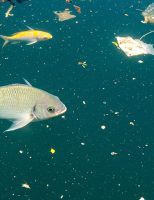 Poluição e aquecimento global contaminam mais os criatórios de peixes