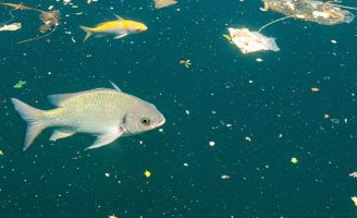 Poluição e aquecimento global contaminam mais os criatórios de peixes