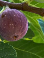 COMO FAZER uma plantação de figo-roxo em casa