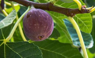 COMO FAZER uma plantação de figo-roxo em casa