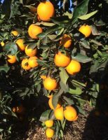Aprenda a escolher a variedade de laranja que mais se adapta em sua região
