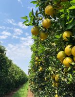 Produtores de laranja encerram colheita da safra 2025/2026