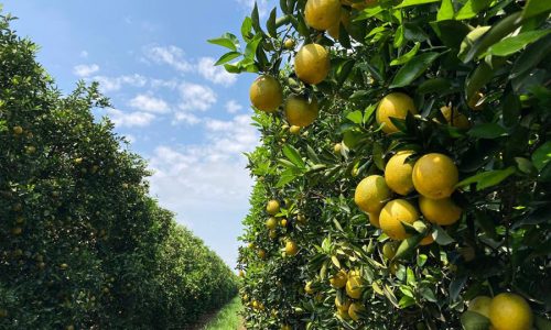 Agricultores brasileiros descobrem a importância da cana-de-açucar e da laranja e ampliam as áreas de plantio para outra regiões