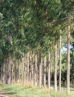 Uma nova tecnologia digital ajuda produtor de madeira a controlar custos e estimar sequestro de carbono na propriedade.