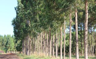 Uma nova tecnologia digital ajuda produtor de madeira a controlar custos e estimar sequestro de carbono na propriedade.