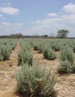 Semiárido brasileiro pode gerar receita e produtividade aproveitando solo e plantas salinas