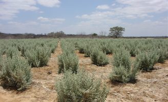 Semiárido brasileiro pode gerar receita e produtividade aproveitando solo e plantas salinas